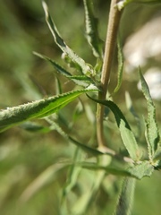 Achillea salicifolia