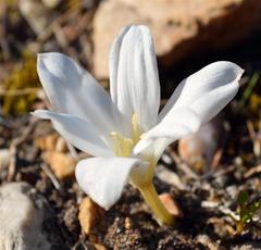 Apodolirion macowanii