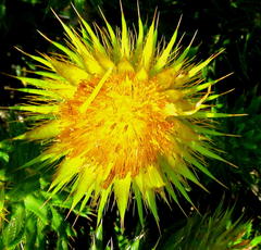 Cullumia carlinoides