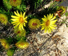 Cullumia carlinoides