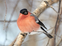 Pyrrhula pyrrhula