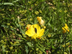 Acmaeodera ornatoides