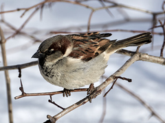Passer domesticus