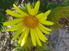 Cullumia carlinoides