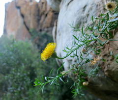 Pentatrichia integra