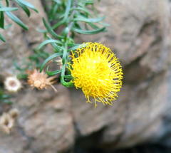 Pentatrichia integra