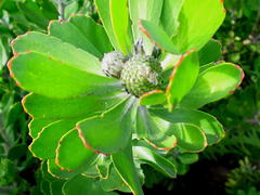Leucospermum praecox