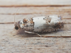 Epinotia thapsiana