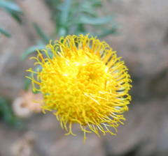 Pentatrichia integra