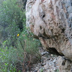 Pentatrichia integra