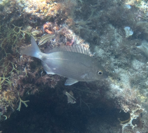 Špar (Diplodus annularis)