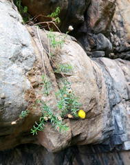 Pentatrichia integra