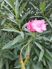 Nerium oleander