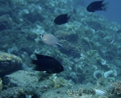 Pycnochromis amboinensis