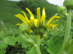 Doronicum macrophyllum