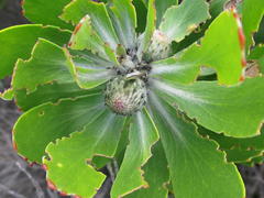 Leucospermum praecox
