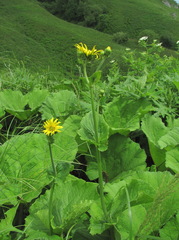 Doronicum macrophyllum