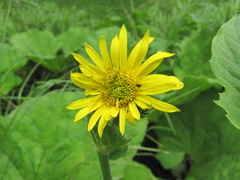 Doronicum macrophyllum