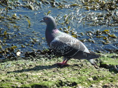 Columba livia