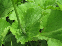 Doronicum macrophyllum