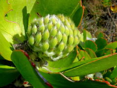 Leucospermum praecox