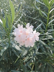 Nerium oleander
