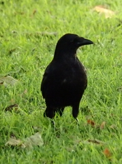 Corvus corone