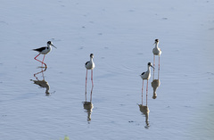 Himantopus mexicanus