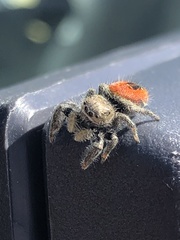 Phidippus ardens