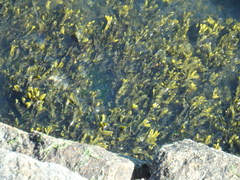 Fucus vesiculosus
