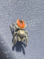 Phidippus ardens