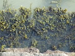 Fucus vesiculosus
