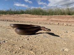 Pseudonaja aspidorhyncha
