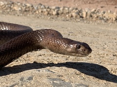 Pseudonaja aspidorhyncha