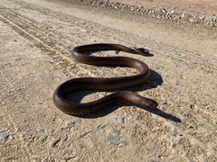 Pseudonaja aspidorhyncha