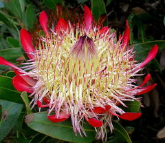 Protea susannae