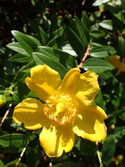 Hypericum