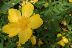 Hypericum
