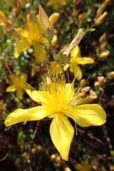 Hypericum
