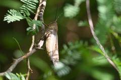 Anacridium flavescens