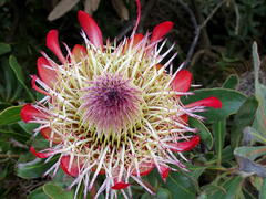 Protea susannae