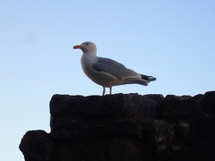 Larus argentatus