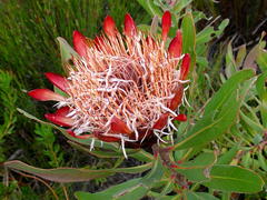 Protea susannae