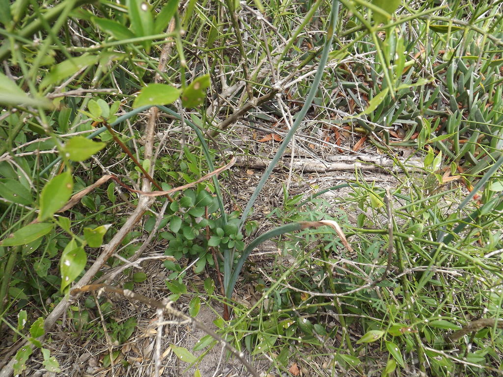 Albuca goswinii, Vermaaklikheid