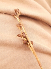 Juncus squarrosus