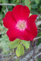 Rosa