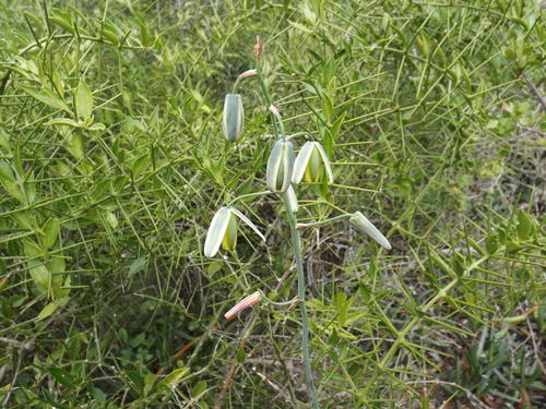 Albuca goswinii