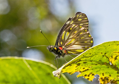 Catasticta ctemene