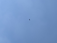 Milvus migrans formosanus