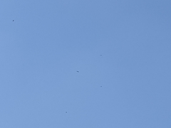 Milvus migrans formosanus